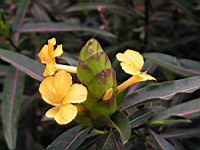 Barleria lupulina (4) (Photo F. Mrugala)